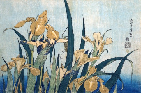 Grasshopper & Irises