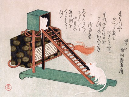 White Mice Playing