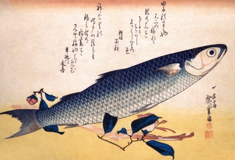 Bora Fish