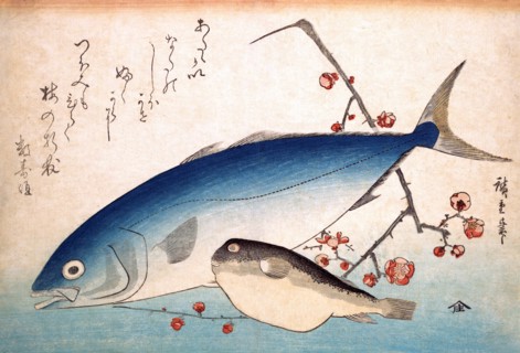 Yellow Tail and Fugu