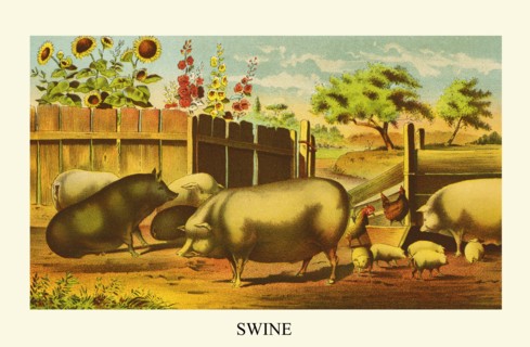 Swine