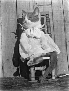 Cat in Dress