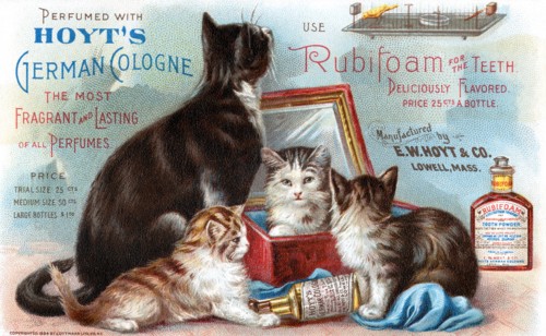 Hoyt's Cats