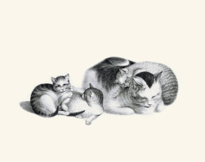Sleeping Cat and Kittens