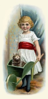 Cat in Wheelbarrow