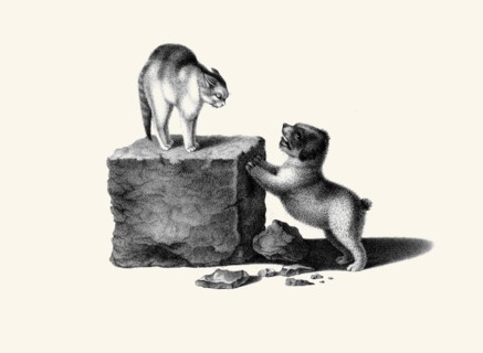 Puppy Upsetting the Cat