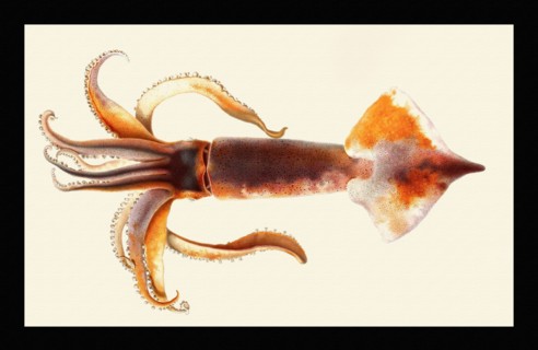 Illex coindetii