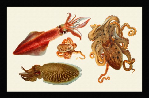 Loligo vulgaris / Eledone moschata / Sepia officinalis