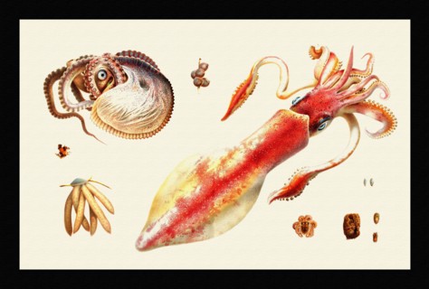 Uova di Loligo, Argonauta, Octopus Vulgaris