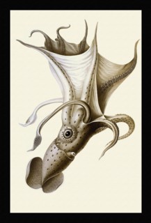 Histioteuthis ruppellii (large male from Nice)