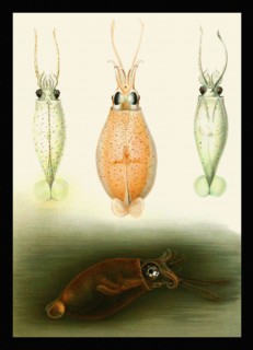 Cranchia scabra and Liocranchia