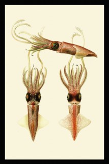 Abraliopsis morisii (mature female)