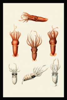 Calliteuthis hoylei + reversa and Histoteuthis juveniles