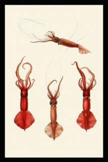 Mastigoteuthis glaukopis (1+2) and flammea (3+4)