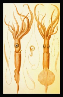 Chiroteuthis (Chirotauma imperator) (S. channel of Nias)