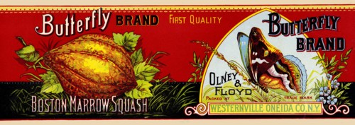 Butterly Brand Boston Marrow Squash