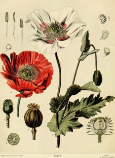Poppy
