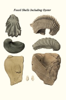 Fossil Shells Including Oyster