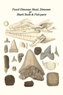 Fossil Dinosaur Head, Dinosaur or Shark Teeth & Fish parts