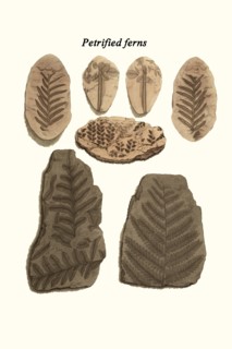 Petrified ferns