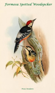 Formosa Spotted Woodpecker