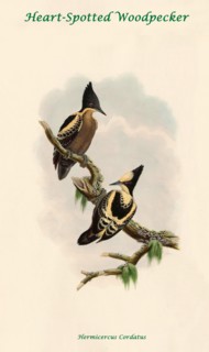 Heart-Spotted Woodpecker