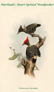 Hartland's Heart-Spotted Woodpecker