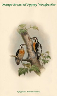 Orange-Breasted Pygmy Woodpecker