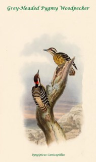 Grey-Headed Pygmy Woodpecker