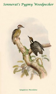 Sonnerat's Pygmy Woodpecker