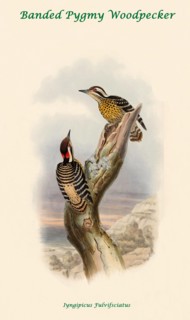 Banded Pygmy Woodpecker