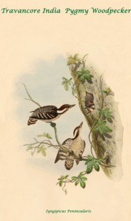 Travancore India Pygmy Woodpecker