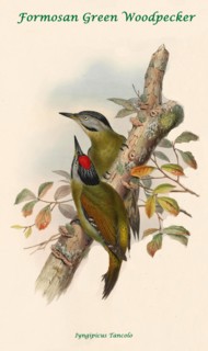 Formosan Green Woodpecker