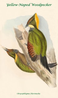 Yellow-Naped Woodpecker