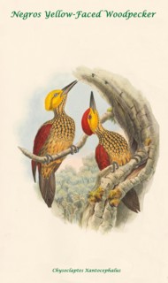 Negros Yellow-Faced Woodpecker