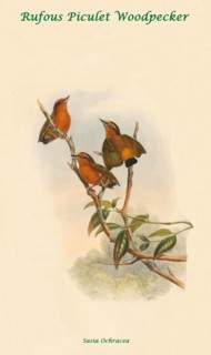 Rufous Piculet Woodpecker