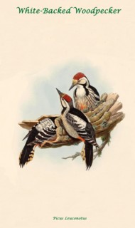 White-Backed Woodpecker
