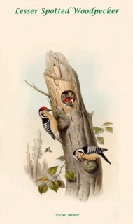Lesser Spotted Woodpecker
