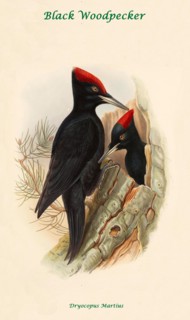 Black Woodpecker
