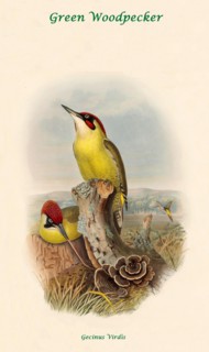 Green Woodpecker
