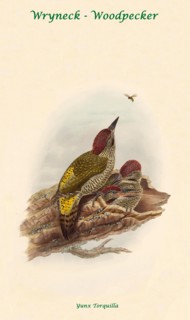 Wryneck - Woodpecker