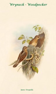 Wryneck - Woodpecker II