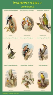 Woodpecker Composite I