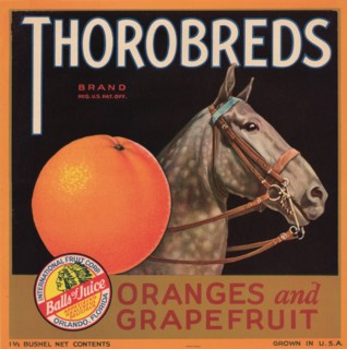Thorobreds Brand