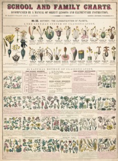 Botany; the classication of plants I