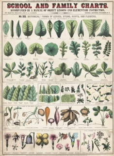 Botany; the classication of plants II