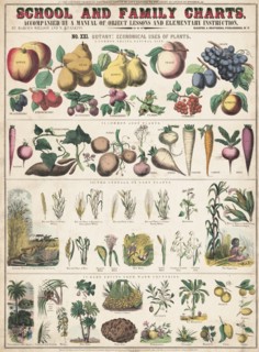 Economical uses of Plants I