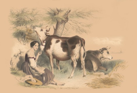Woman beside two cows