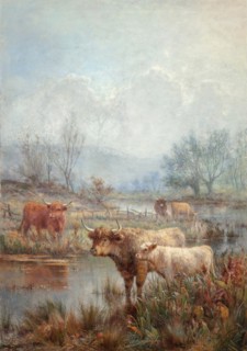 A misty morning, Scotch cattle