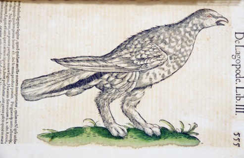 Illustration